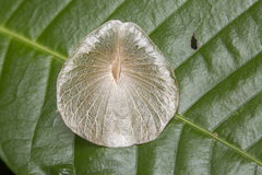 Aspidopterys concava