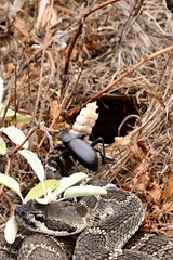 Eleodes grandicollis