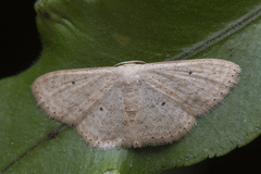 Scopula parodites
