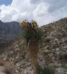 Yucca rigida