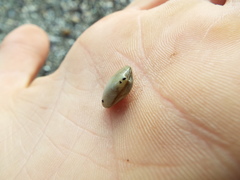 Venerupis largillierti