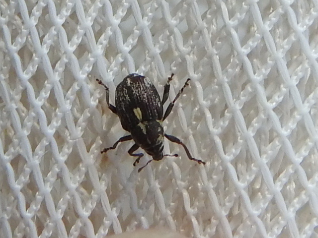 Smartweed Node Weevil