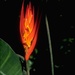 Heliconia densiflora - Photo (c) 2004 California Academy of Sciences,  זכויות יוצרים חלקיות (CC BY-NC-SA)
