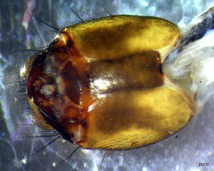 Parapsyche