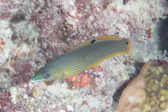 Halichoeres richmondi