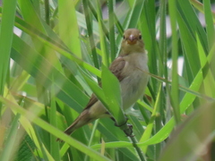 Sporophila lineola