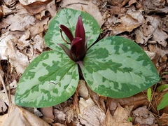 Trillium decumbens