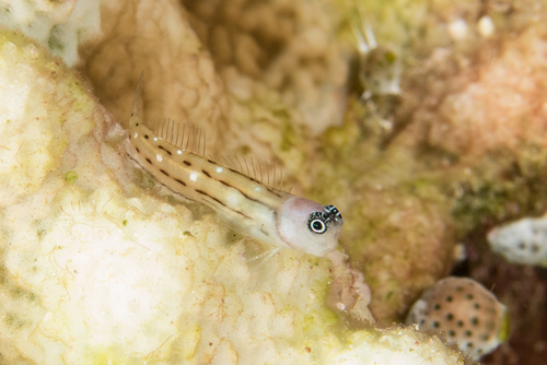 Three-lined blenny (Ecsenius trilineatus) — Blenniidae