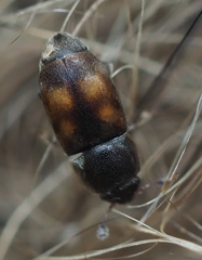 Nitidula carnaria