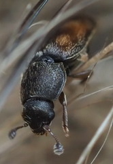 Nitidula carnaria