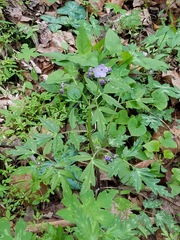 Phacelia bipinnatifida