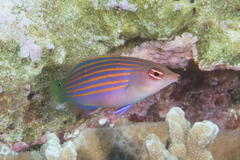 Pseudocheilinus hexataenia