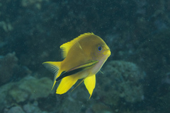 Amblyglyphidodon aureus