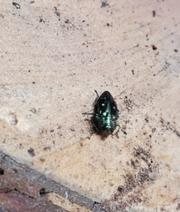 Chrysobothris capitata