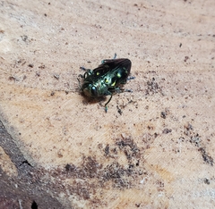 Chrysobothris capitata