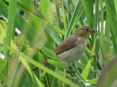 Sporophila lineola