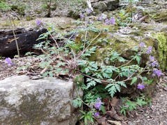 Phacelia bipinnatifida