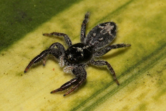 Ocrisiona melancholica