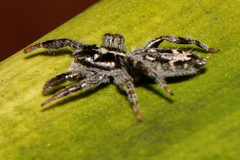 Ocrisiona melancholica