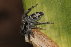 Ocrisiona melancholica
