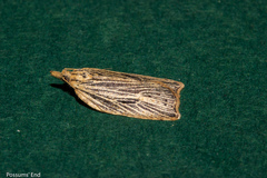 Planotortrix notophaea