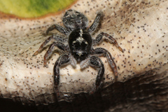 Ocrisiona melancholica