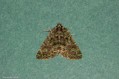 Austrocidaria callichlora