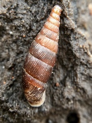 Macrogastra rolphii