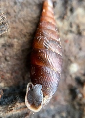 Macrogastra rolphii