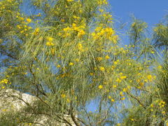 Parkinsonia aculeata