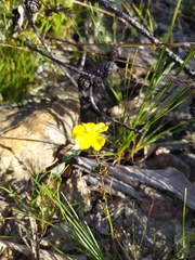 Hibbertia fasciculata