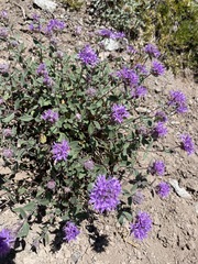 Monardella odoratissima discolor