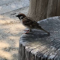 Passer montanus