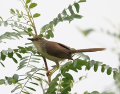 Prinia sylvatica