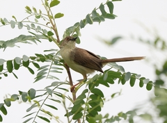 Prinia sylvatica