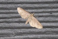 Eupithecia unicolor