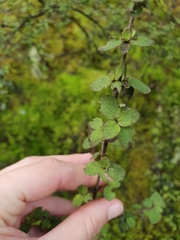 Coprosma ciliata