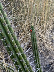Trichocereeae