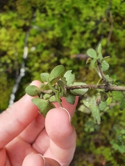 Coprosma ciliata