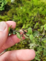 Coprosma ciliata