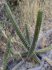 Trichocereeae