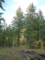 Pseudotsuga menziesii glauca