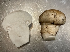 Catathelasma ventricosum
