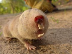 Mechow's Mole-Rat photo 4