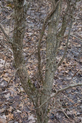 Crataegus macrosperma