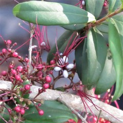 Myrrhinium atropurpureum (Myrrhinium atropurpureum)