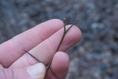 Crataegus macrosperma