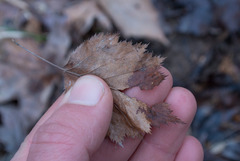 Crataegus macrosperma