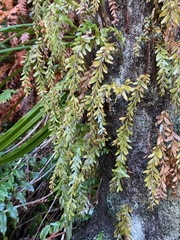 Tmesipteris horomaka