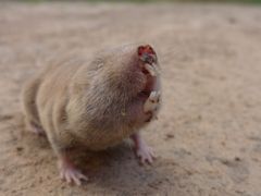 Mechow's Mole-Rat photo 1